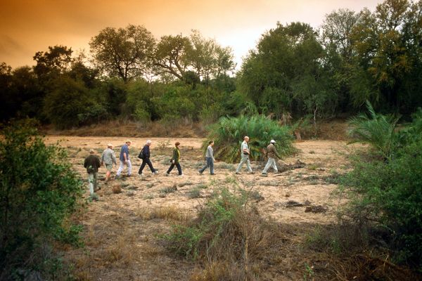 Kruger Wildlife Safari