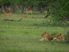 Kruger Wildlife Safari - Pirschfahrt im Kruger Nationl Park