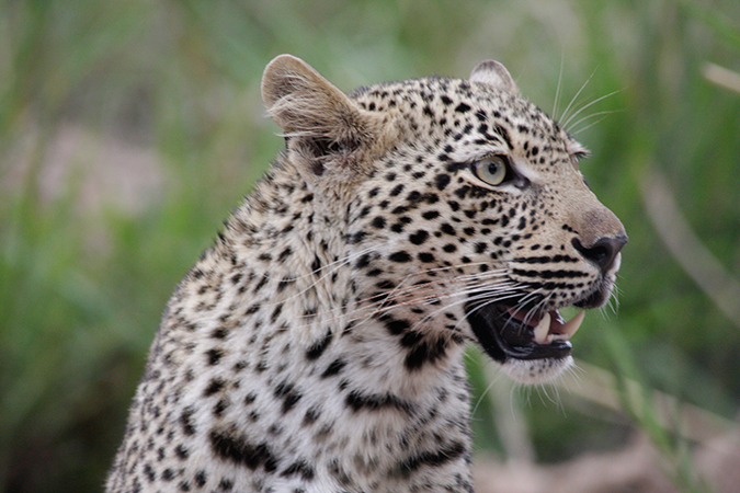 Bush &amp; Beach Selfdrive - Leopard im Sabi Sands Game Reserve