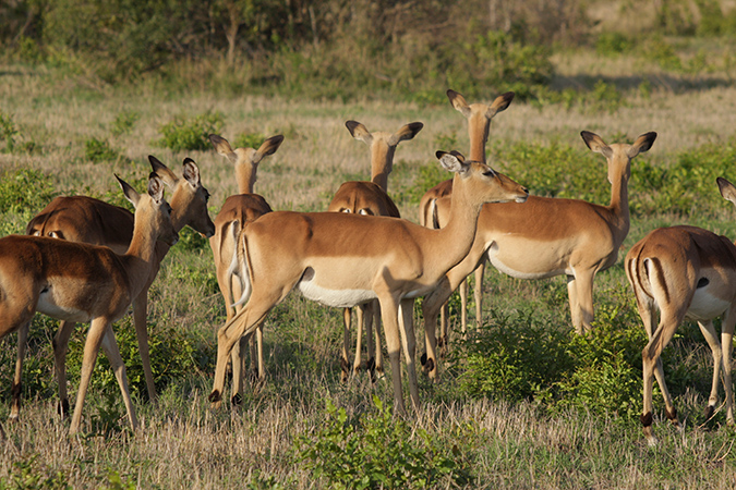 Bush &amp; Beach Selfdrive - Impala im Kruger National Park