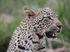 Bush & Beach Selfdrive - Leopard im Sabi Sands Game Reserve