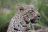 Bush &amp; Beach Selfdrive - Leopard im Sabi Sands Game Reserve