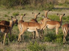 Bush & Beach Selfdrive - Impala im Kruger National Park