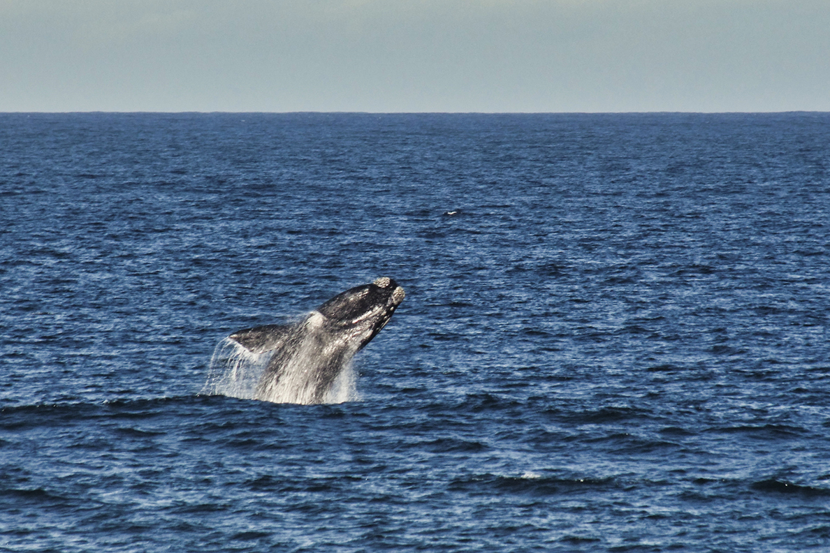 Southern Right whale breaching near Keurbooms Strand in Plettenb