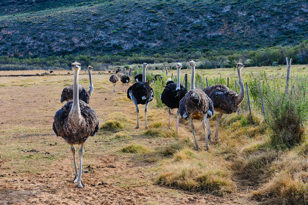 Straußenfarm in Oudtshoorn; Südafrika