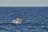 Southern Right whale breaching near Keurbooms Strand in Plettenb