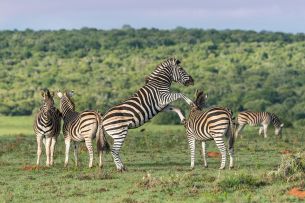 Garden Route Highlights