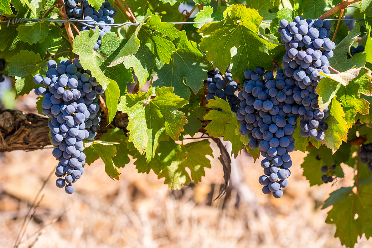 Red grapes