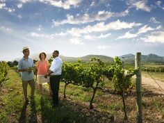 Höhepunkte Südafrikas - Weingut bei Stellenbosch