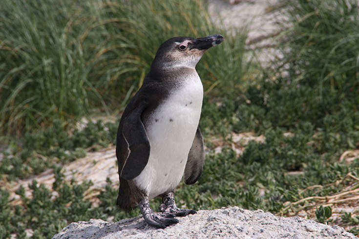 South Africa Kaleidoscope - Pinguin am Boulders Beach, Cape Town