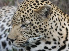 South Africa Kaleidoscope - Leopard im Sabi Sands Reserve