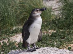 South Africa Kaleidoscope - Pinguin am Boulders Beach, Cape Town