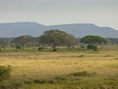 Dunia Camp - traumhafte Serengeti
