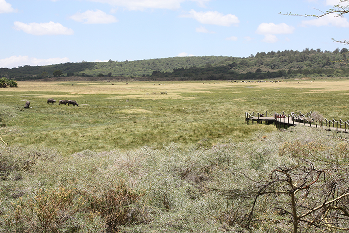 Hatari Lodge, Game Drive
