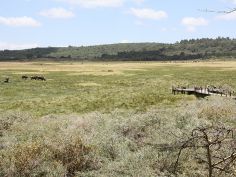 Hatari Lodge, Game Drive