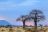 Jabali Ridge - Baobab Bäume