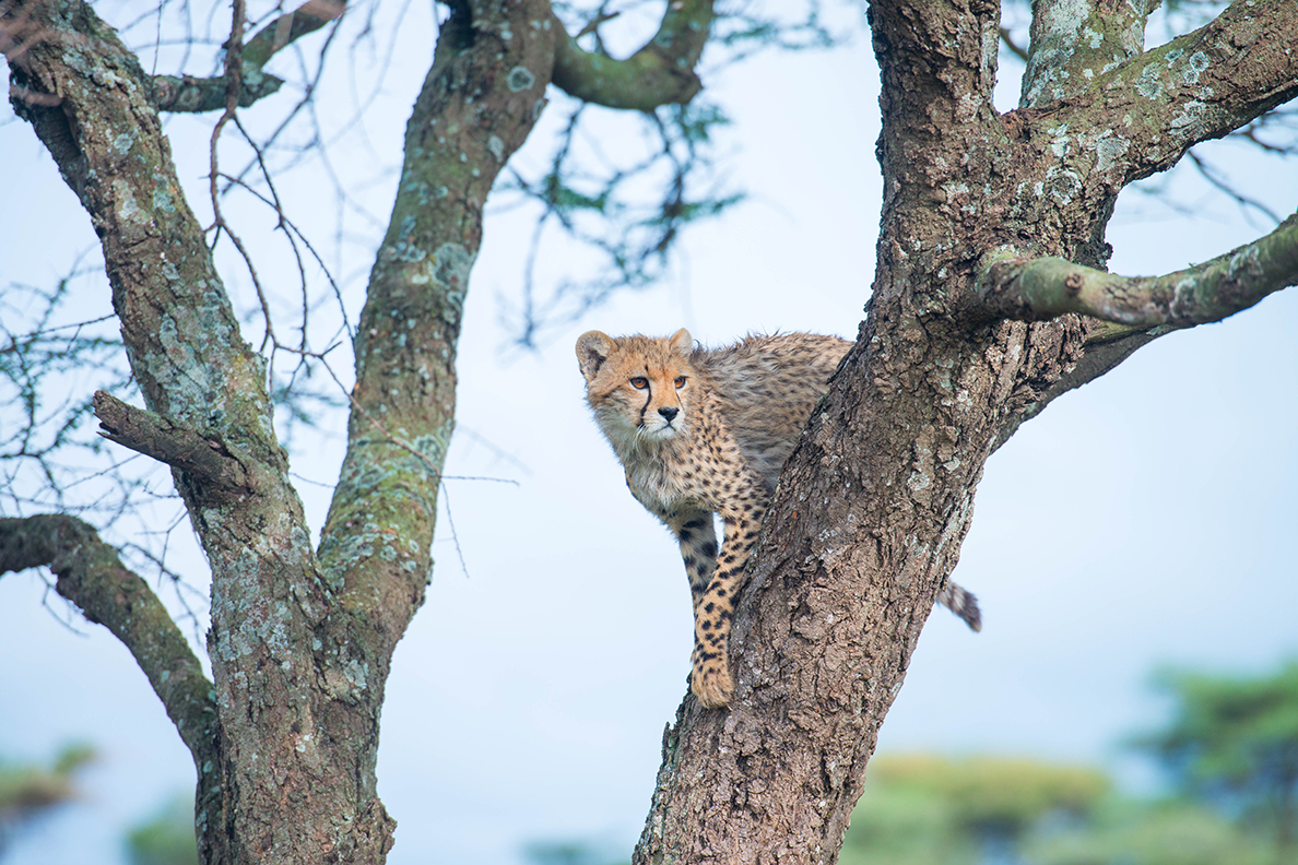 Kusini Camp - Junger Gepard