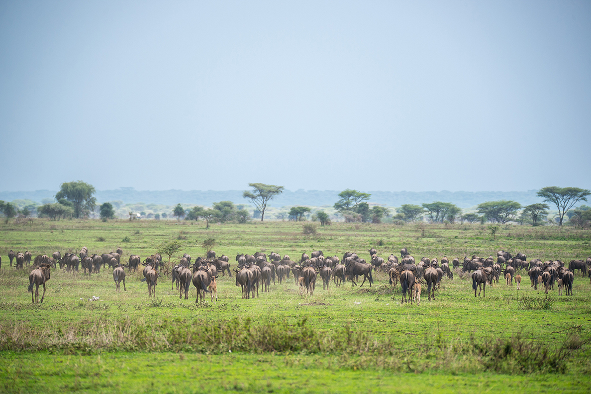 Kusini Camp - Migration