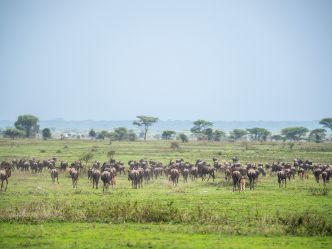 Kusini Camp - Migration Kusini Camp - Migration