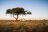 Kusini Camp - Game Drive