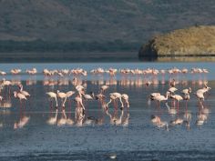 Lake Natron Camp - Flamingos im See