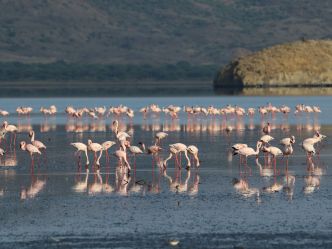Lake Natron Camp - Flamingos im See Lake Natron Camp - Flamingos im See