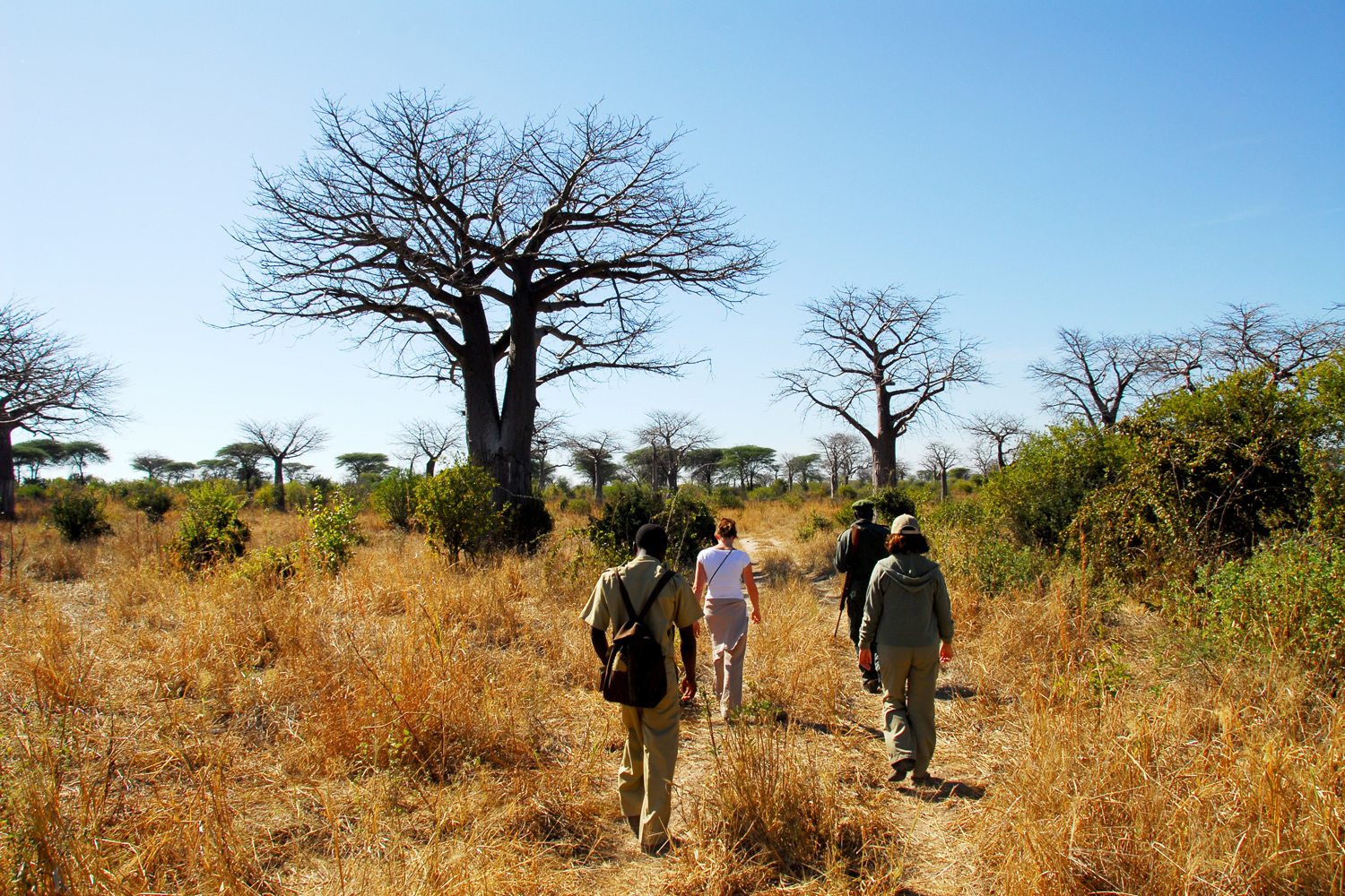 Mwagusi Safari Camp - Bush Walk