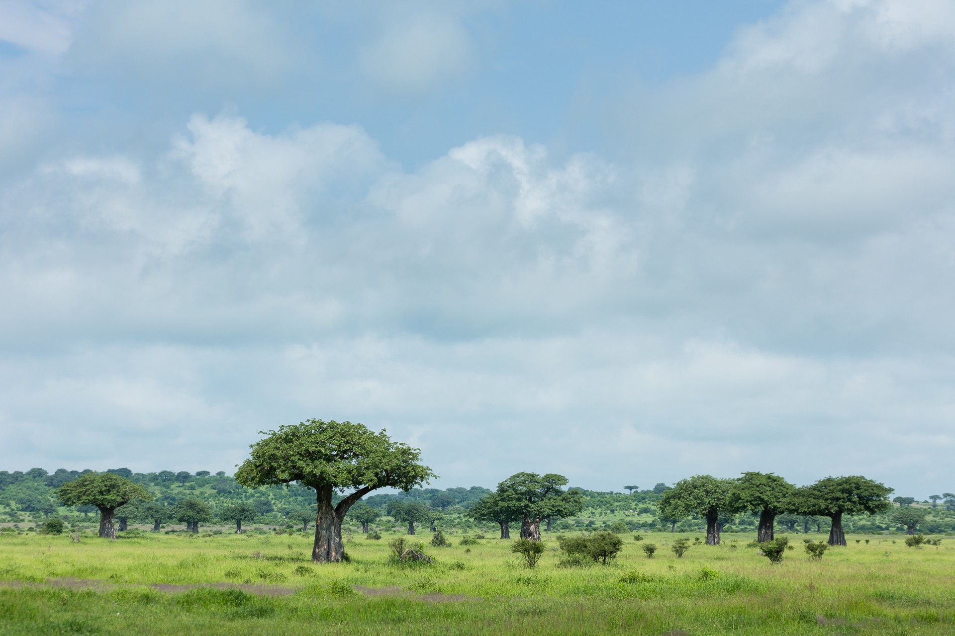 Mwagusi Safari Camp - Landschaft im Ruaha National Park
