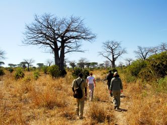 Mwagusi Safari Camp - Bush Walk Mwagusi Safari Camp - Bush Walk