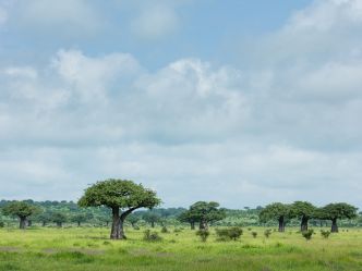 Mwagusi Safari Camp - Landschaft im Ruaha National Park Mwagusi Safari Camp - Landschaft im Ruaha National Park