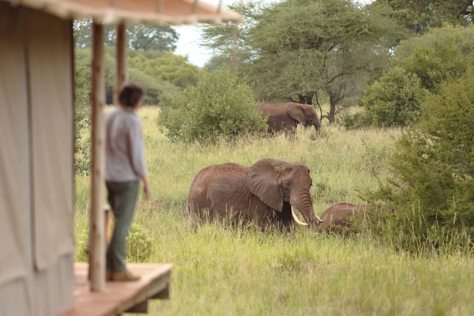 Nasikia Tarangire Ndovu Camp