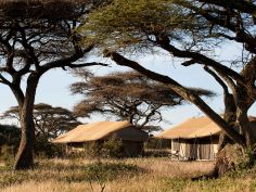 Ndutu Under Canvas