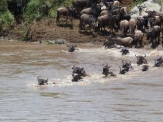 Olakira Camp - River Crossing in der Nord-Serengeti