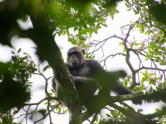Rubondo Island Camp - Schimpanse
