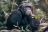 Rubondo Island Camp - Schimpanse