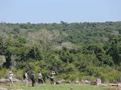 Rubondo Island Camp - Bush Walk auf der Suche nach Schimpansen