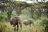 Sanctuary Ngorongoro Camp - Crater Elephants 