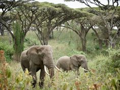 Sanctuary Ngorongoro Camp - Crater Elephants 