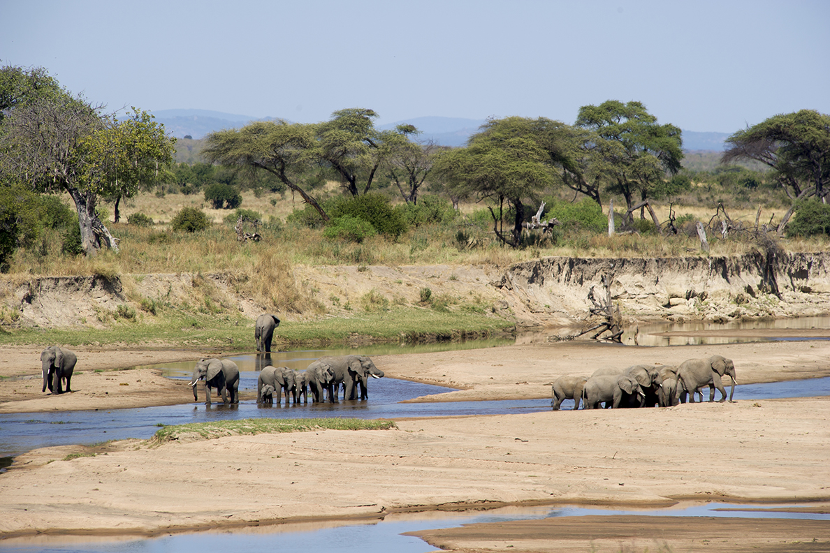 Sand Rivers - Game Drive