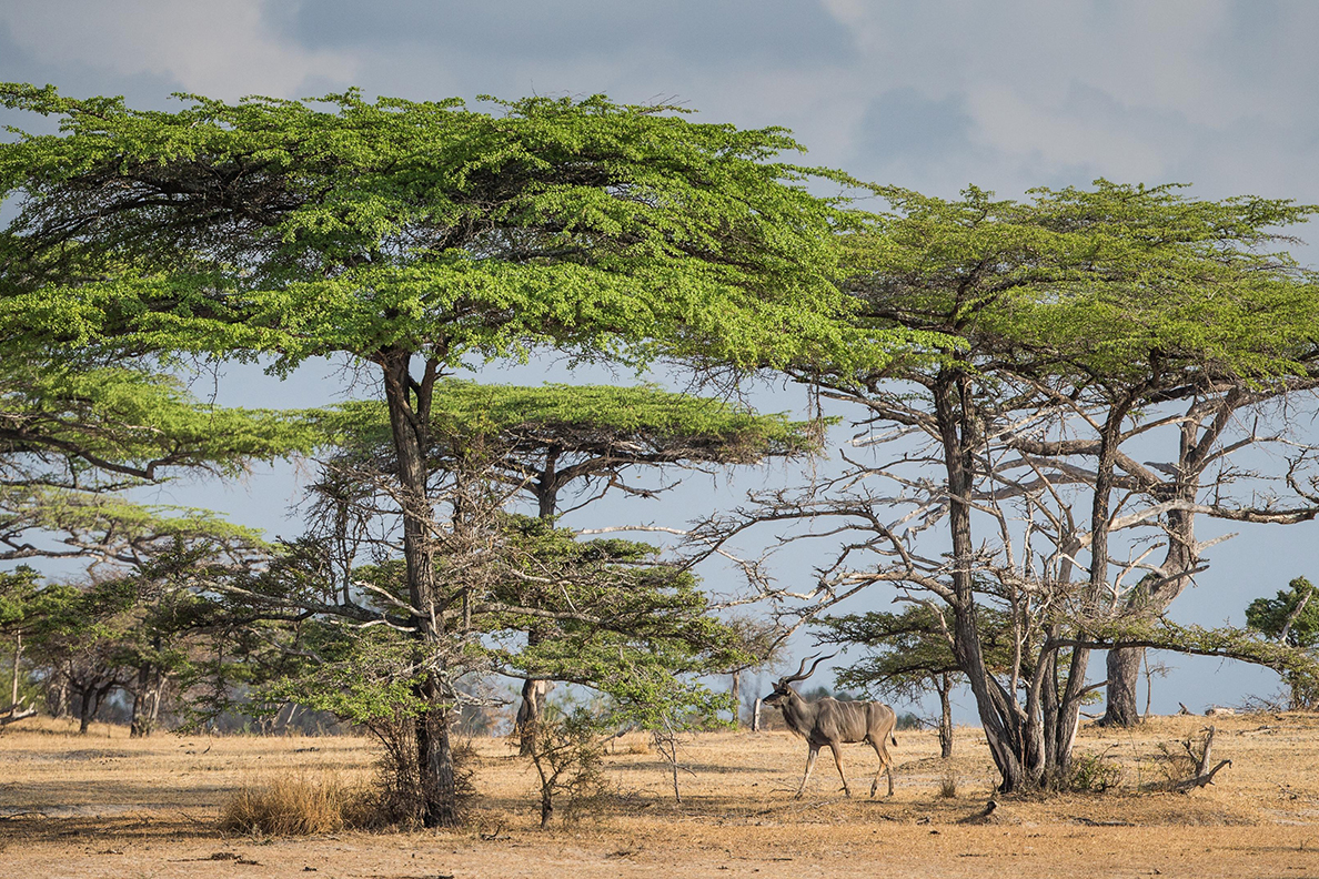 Nyerere National Park