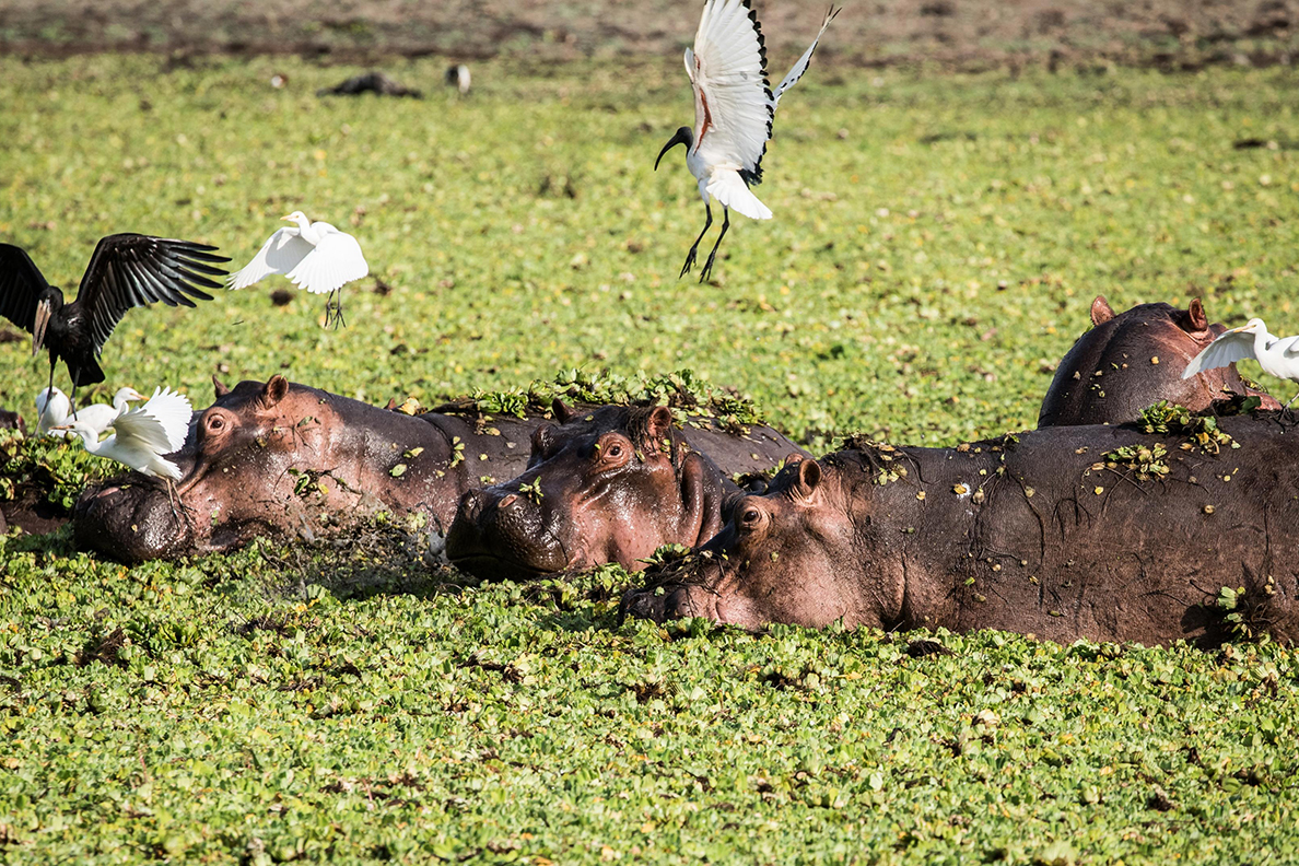 Nyerere National Park