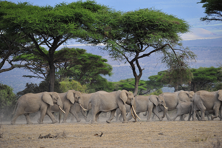 Shu'Mata, Elefantenherde im Arusha National Park