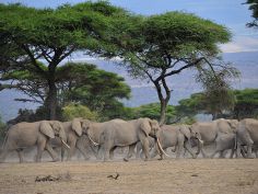 Shu'Mata, Elefantenherde im Arusha National Park