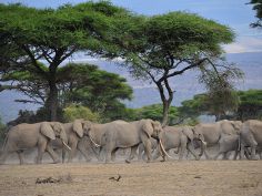 Shu&#039;Mata, Elefantenherde im Arusha National Park