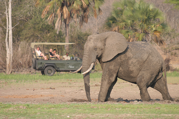 Laba Siwandu - Game Drive