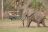 Laba Siwandu - Game Drive