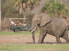Laba Siwandu - Game Drive