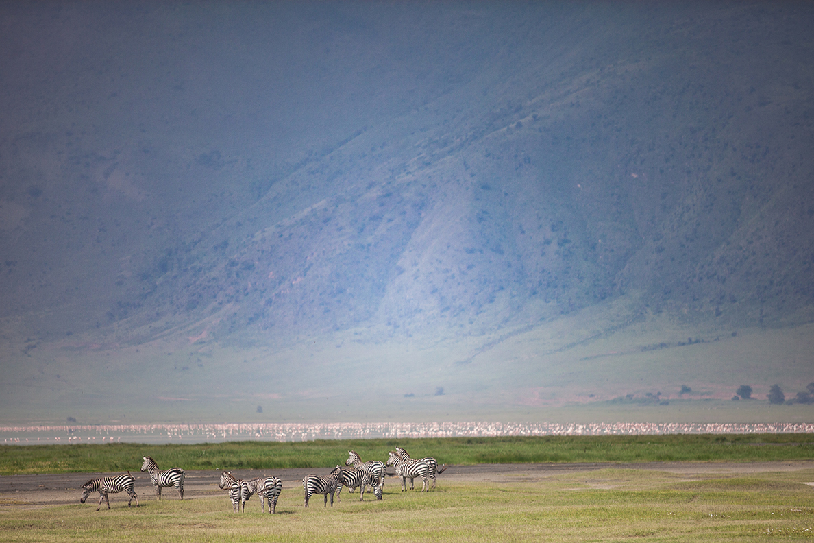 The Manor at Ngorongoro - Tierbeobachtung im Krater