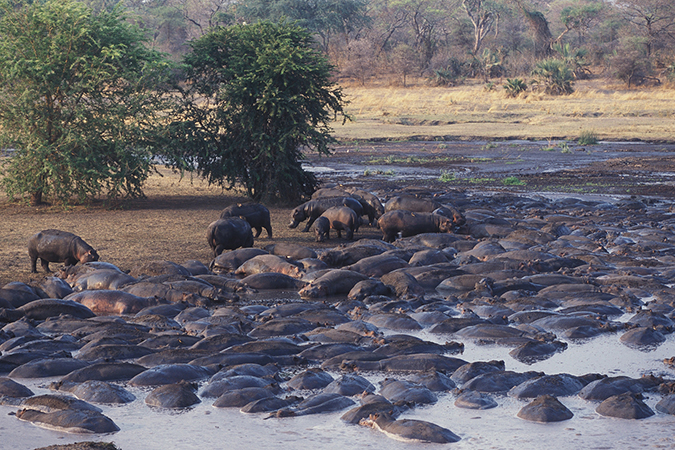 Katavi National Park (Foto © Nomad Tanzania)