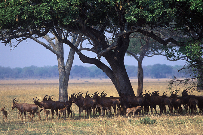 Katavi National Park (Foto © Foxes Safaris)